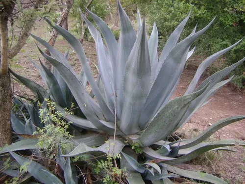 Ist Hundertjhrige Agave giftig?