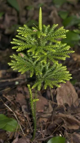 マンネンスギ（ウチワマンネンスギ） (Dendrolycopodium dendroideum