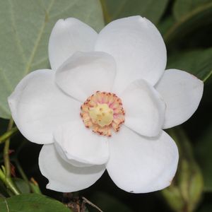 大山求　琺瑯花入 オオヤマレンゲ（大山蓮華） (Magnolia sieboldii) - PictureThis