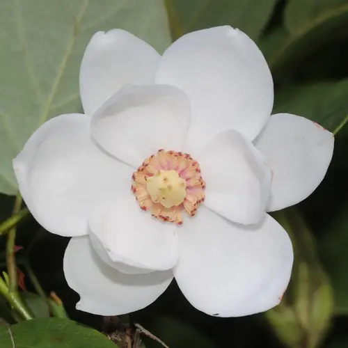 Magnolia de siebold