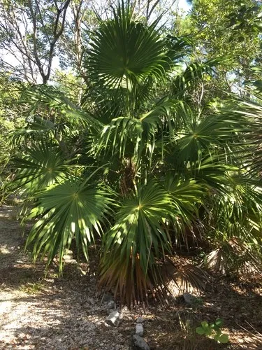 フロリダヤネフキヤシ。 フロリダヤネフキヤシ (Thrinax radiata) - PictureThis