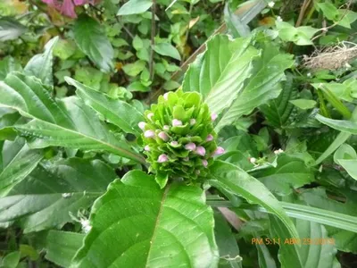 珊瑚　花？ サンゴバナ(珊瑚花)【かぎけんWEB】