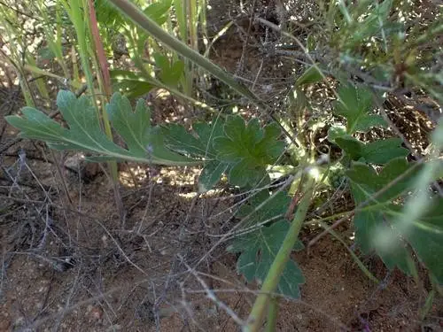 Pelargonium incrassatum