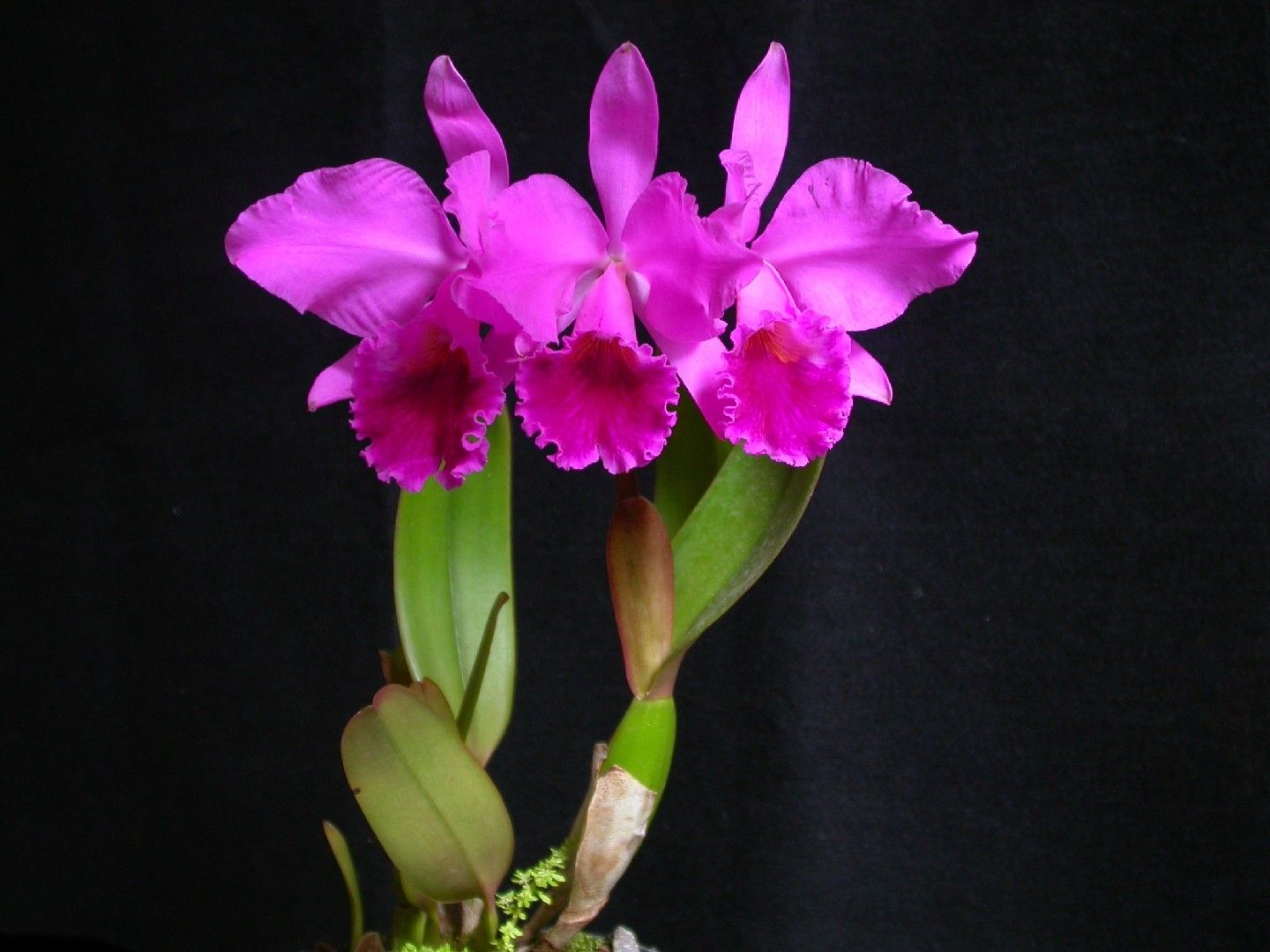 Cattleya　様　確認 Cattleya様 ご確認用 テーブルランプ Cattleya pink カトレア ピンク