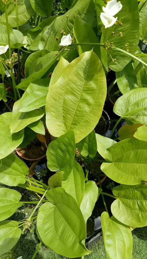 Caldésie à feuilles de parnassie