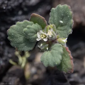 How to Propagate Roundleaf phacelia