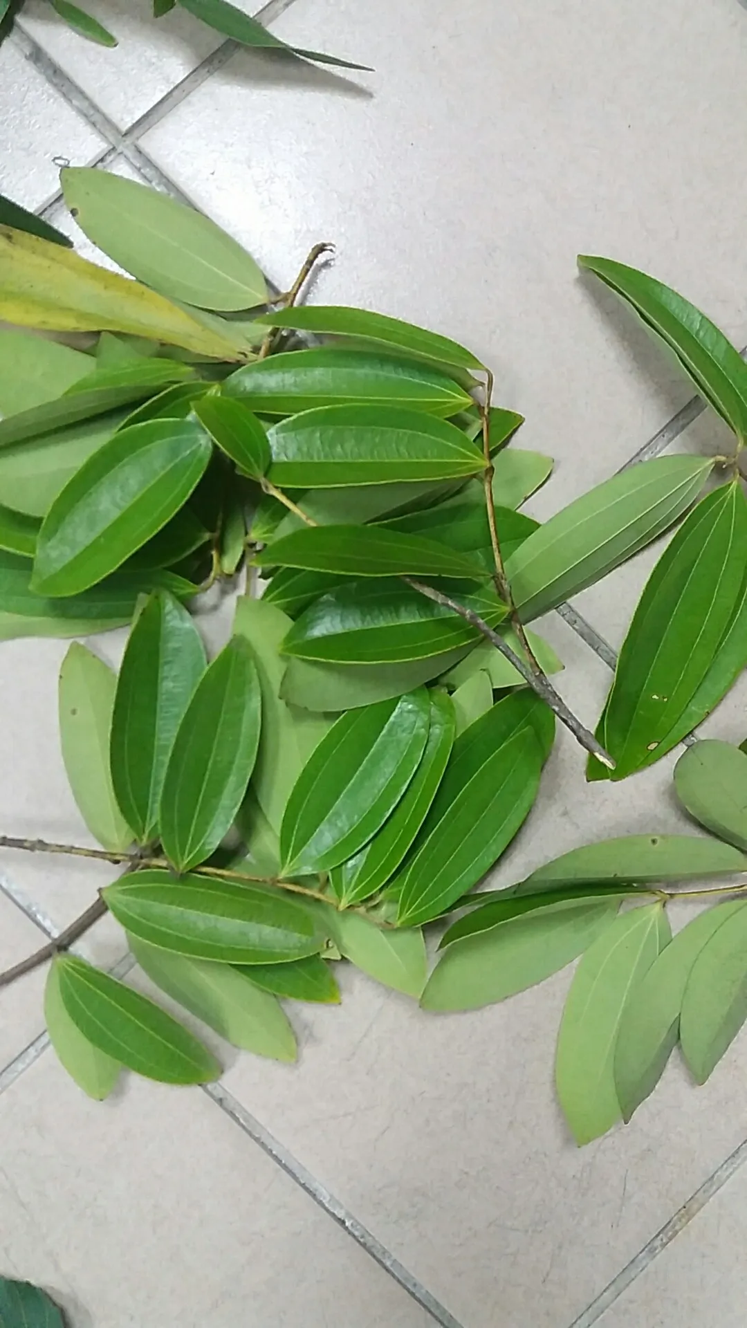 So identifizierst du Ceylon-zimtbaum (Cinnamomum verum)