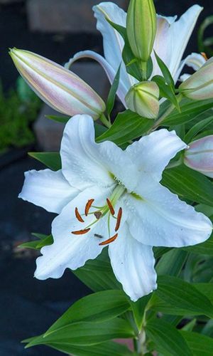 How to Grow and Care for Lilies 'Casa Blanca'