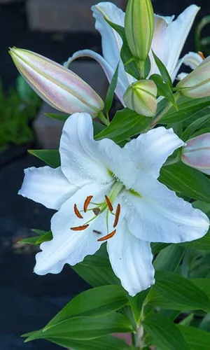 Lírio 'Casa Blanca' - Lilium oriental 'Casa Blanca' (Cuidado Lírio 'Casa Blanca' - Lilium oriental 'Casa Blanca' (Cuidado