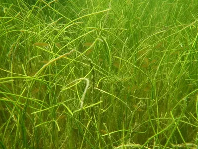 CD GRASS Silvy SaltWater