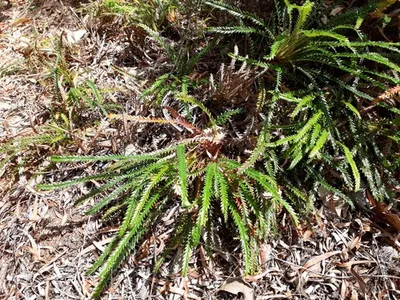 Banksia formosaの育て方・栽培方法