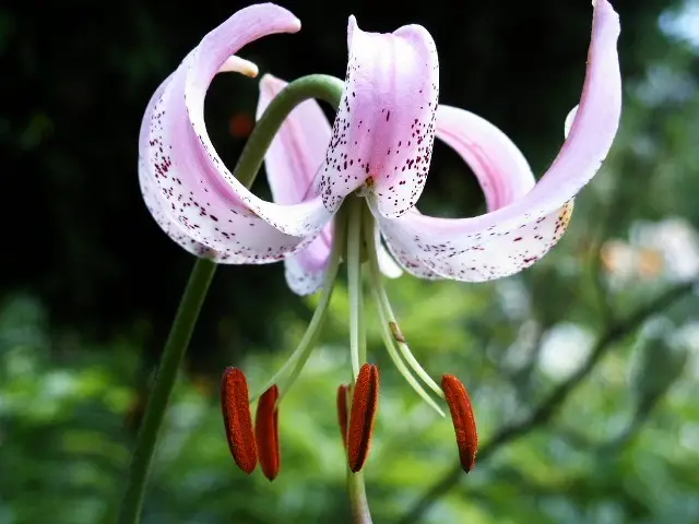 Turkscap lily