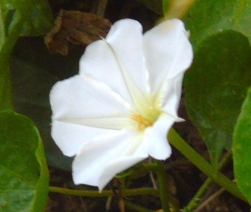 ヨルガオ(夜顔)は有毒ですか?