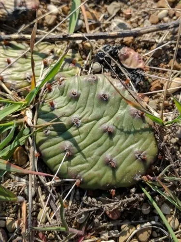 オプンチア・フミフサ (Opuntia humifusa) - PictureThis