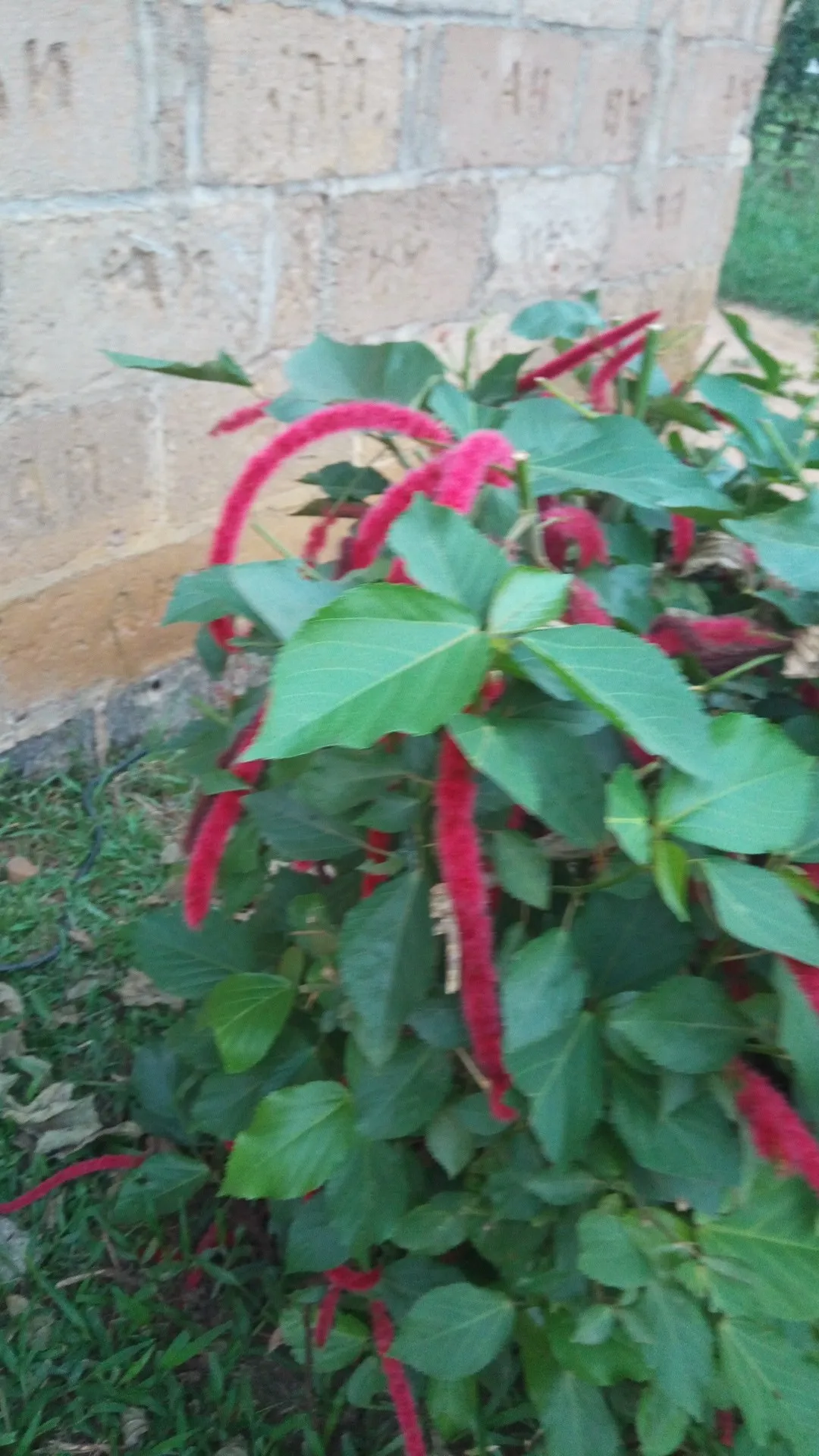 ベニヒモノキ　紅紐の木　苗　花木　赤・レッド　観葉植物 ベニヒモノキ 紅紐の木 苗 花木 あか・レッド 観葉植物 【公式通販】