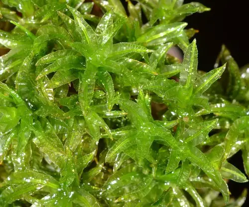 Selwyn's atrichum moss
