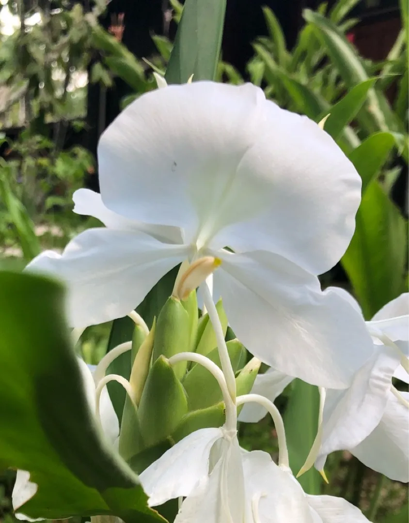 How to identify White Ginger Lily (Hedychium coronarium)