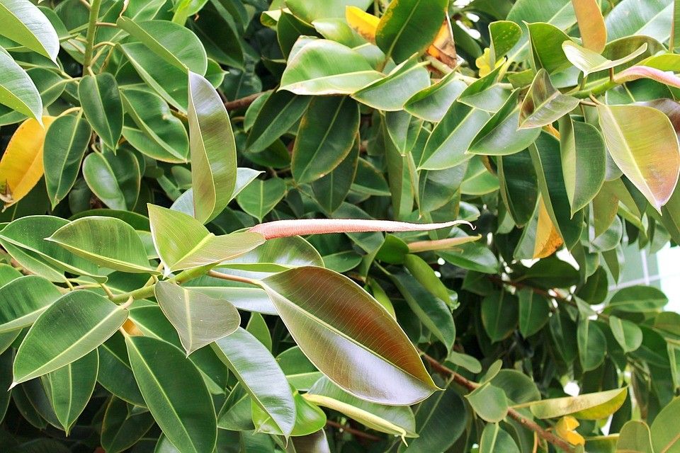 monstera pflanze online kaufen Monstera Deliciosa | 70cm | Online kaufen