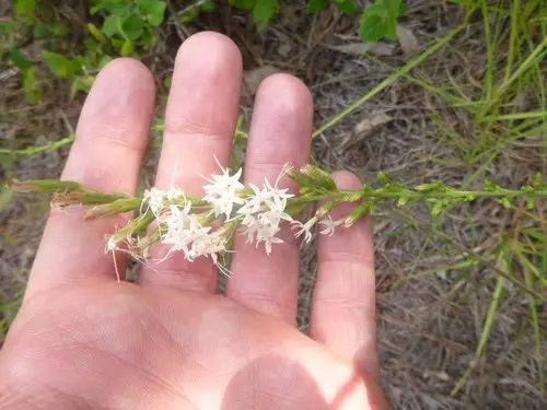 Liatris pauciflora var. secunda