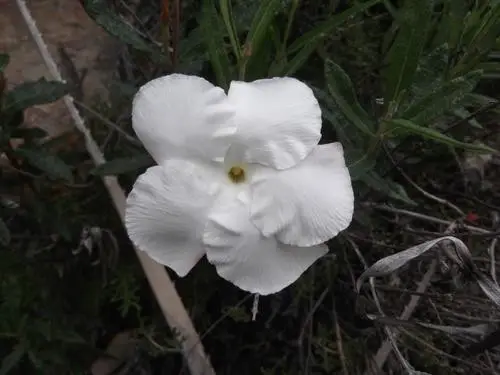 Flor de san juan