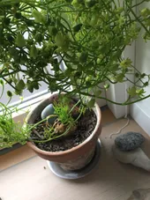 蒼角殿　確認用です ソウカクデン（蒼角殿）の判定方法 (Bowiea volubilis)