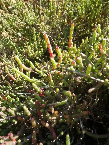 Salicornia capensis