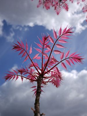 チャンチン（香椿） 'Flamingo' (Toona sinensis 'Flamingo