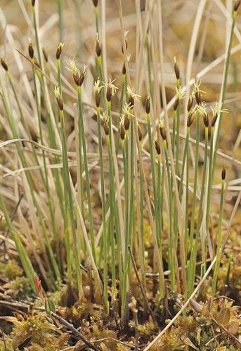ミネハリイ (Trichophorum cespitosum) - PictureThis