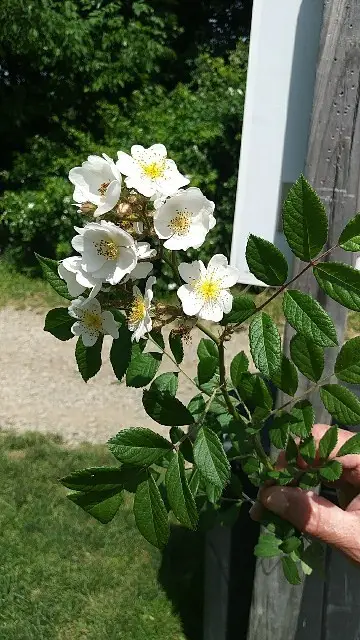 Rubus rosa