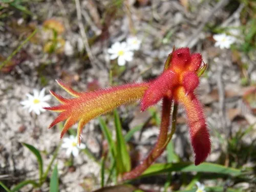 Semillas Anigozanthos Manglesii (pata De Canguro) – 50 Unidades, Colores Rojo/verde – Envío Internacional Incluido
