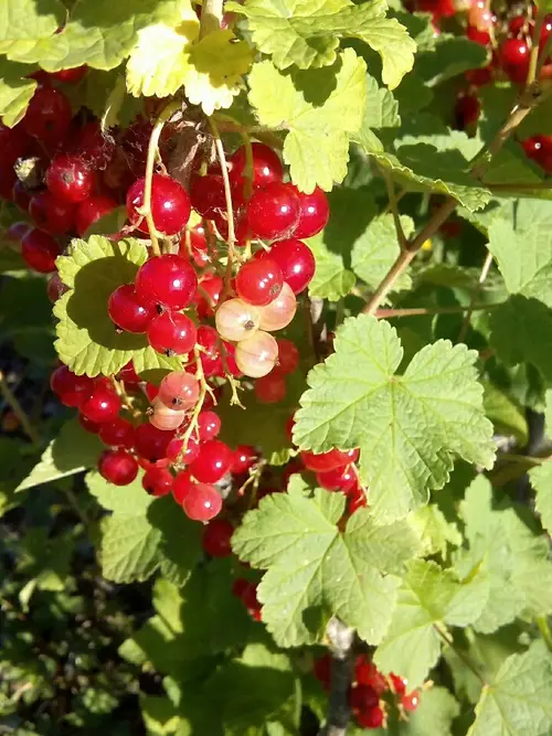 Redcurrant 'Red Lake'