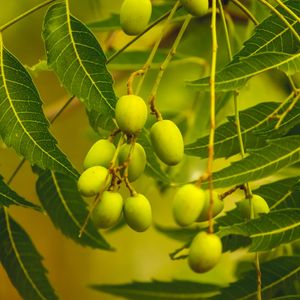 Neem tree - Azadirachta indica (Care, Characteristics, Invasive, Images)