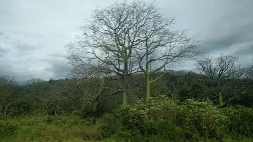 Ceiba trischistandra