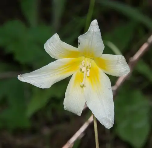 California fawn lily