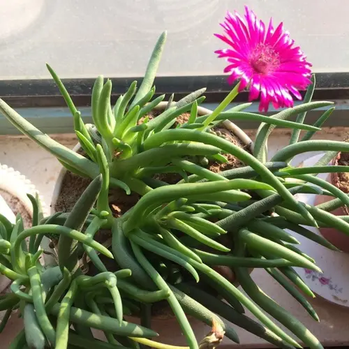Red spike ice plant