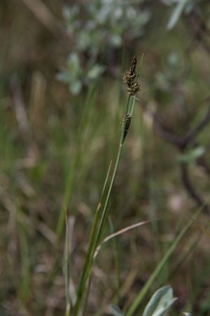 How to Grow and Care for Close-headed alpine sedge