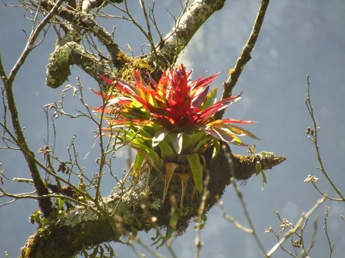 Tillandsia imperialis - PictureThis