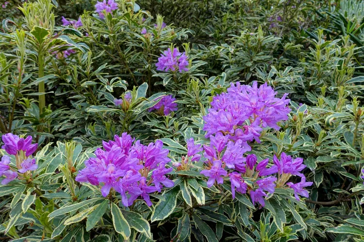 Ist Pontischer Rhododendron giftig?