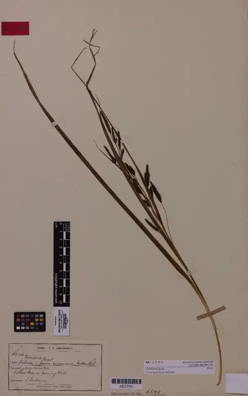 Carex geminata