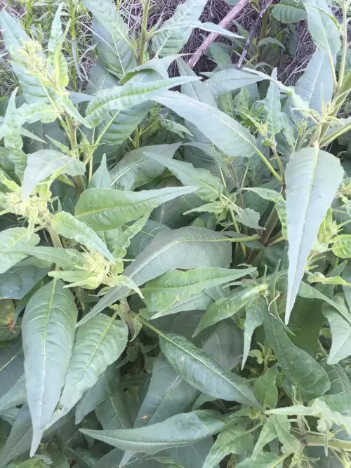 Indian tobacco