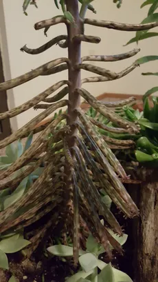 How to Grow and Care for Chandelier plant