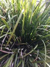 ロマンドラ・ロンギフォリアの判定方法 (Lomandra longifolia)