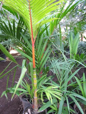 Semi Palma Rossetto Cyrtostachys Renda - 20 Semi Palma Cera Rossa - Foto 13