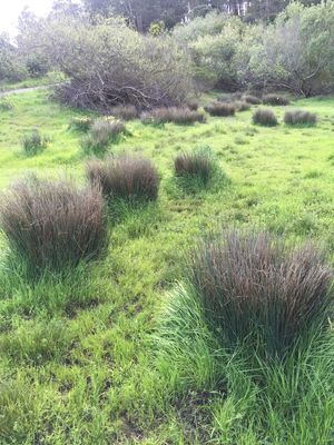 How to Grow and Care for Rushes