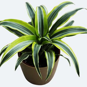 dracena cintho Dracaena Cintho - Indoor House Plant main image 1