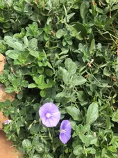 So identifizierst du Kriechende Winde (Convolvulus sabatius)