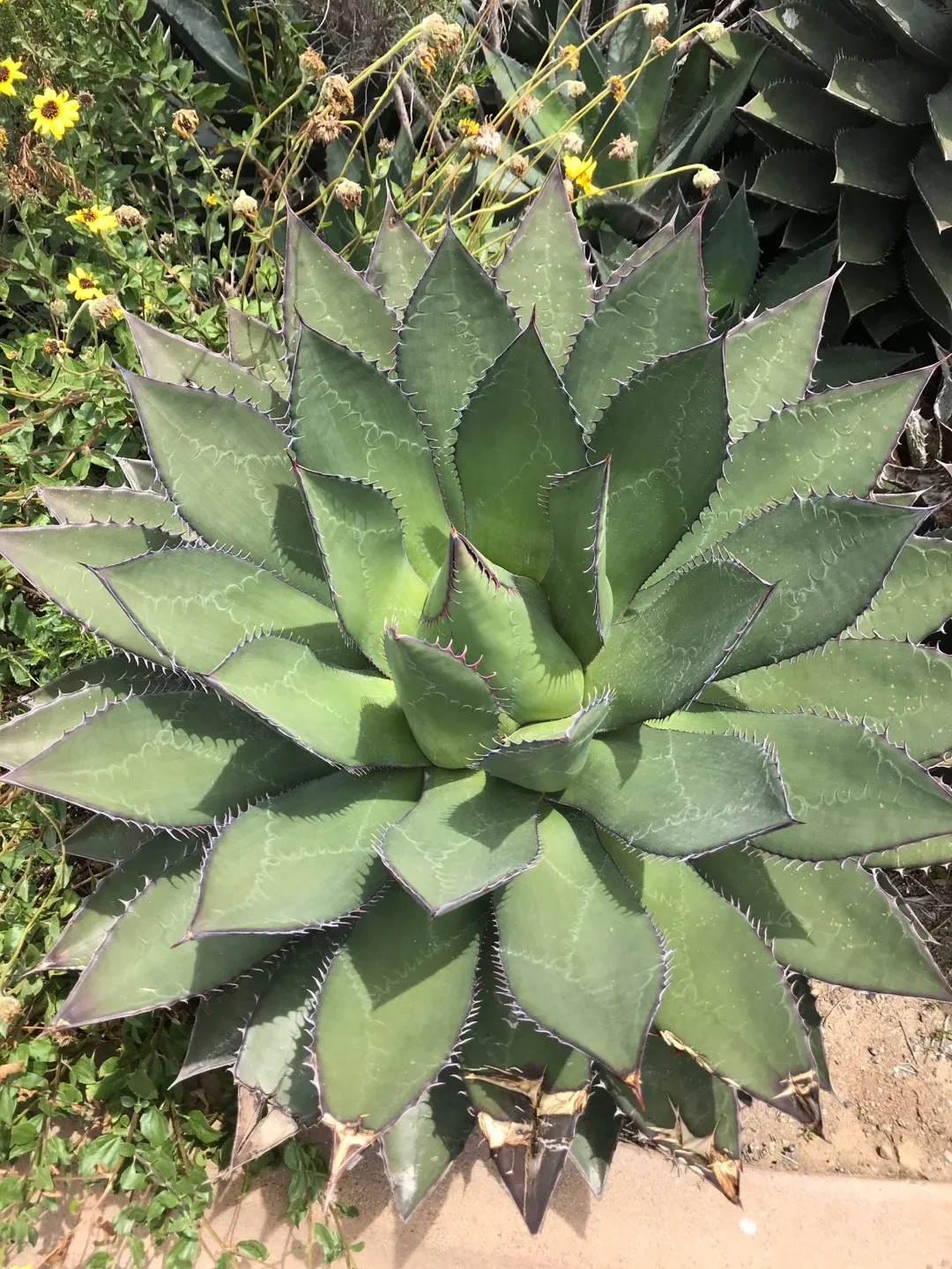 アガベ・シャウイーの判定方法 (Agave shawii)