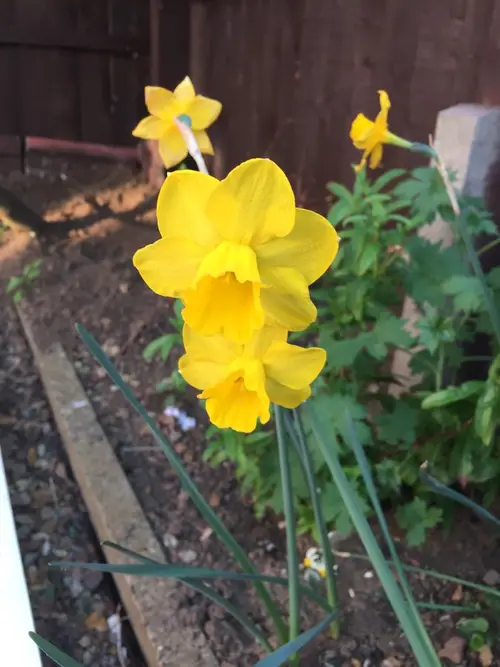 Narcissus jonquilla 'Trevithian'