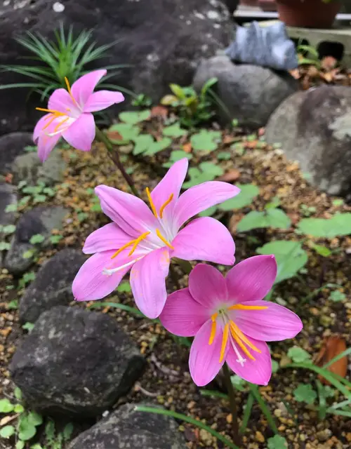 Pink rain lily