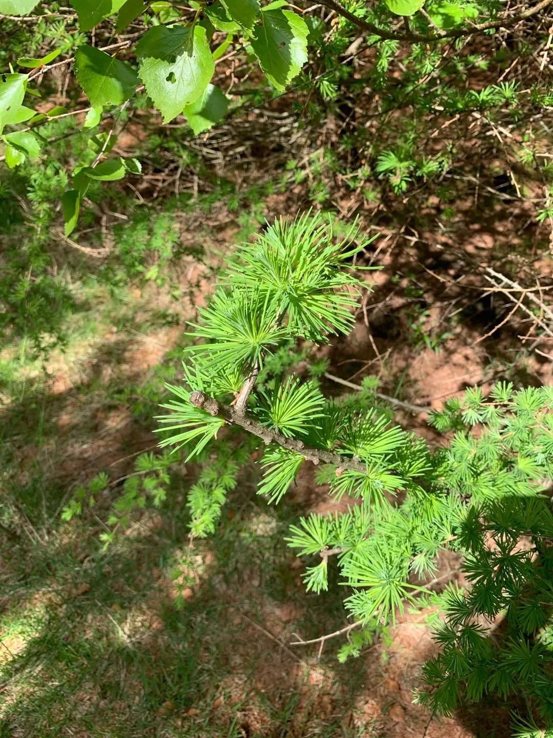 How to identify Japanese larch (Larix kaempferi)